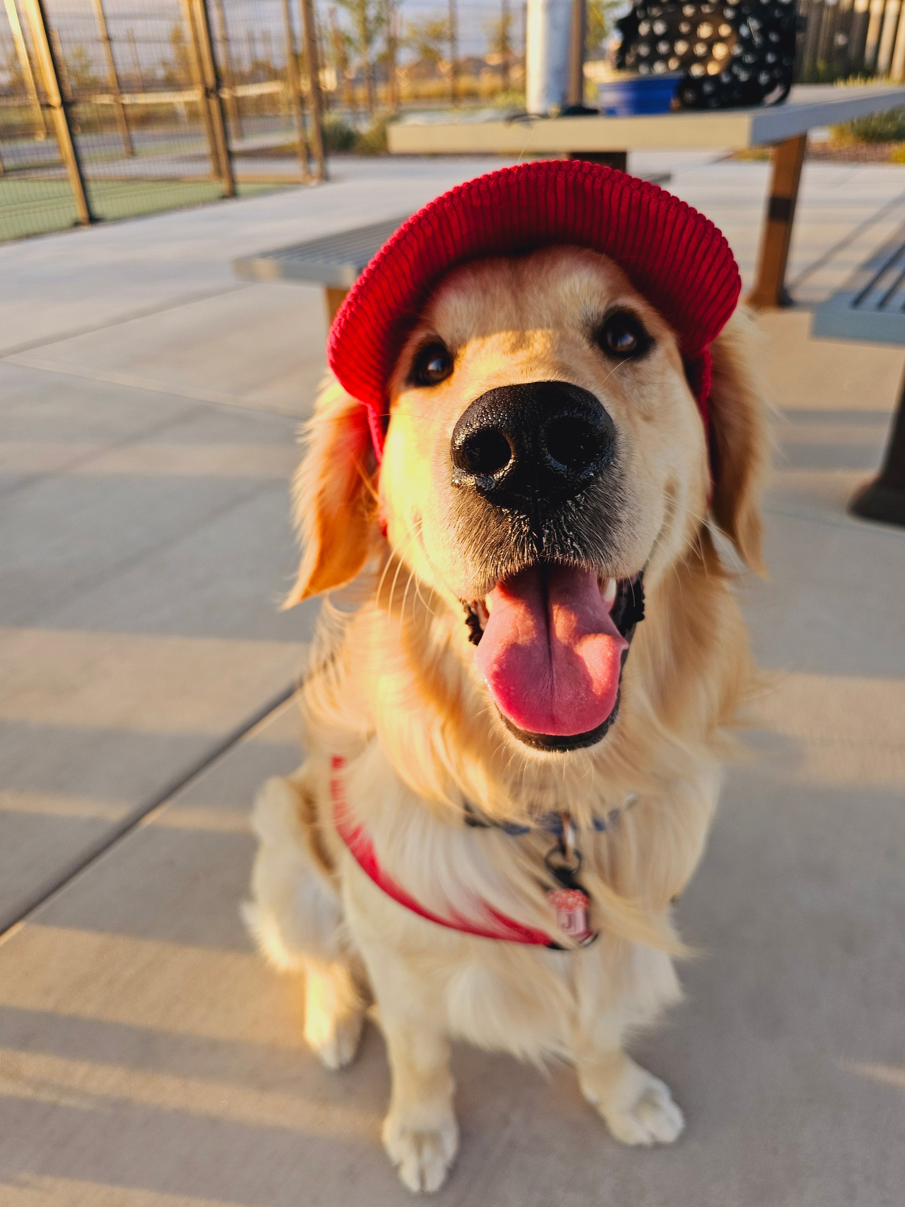 Fashionable Corduroy Dog Hat