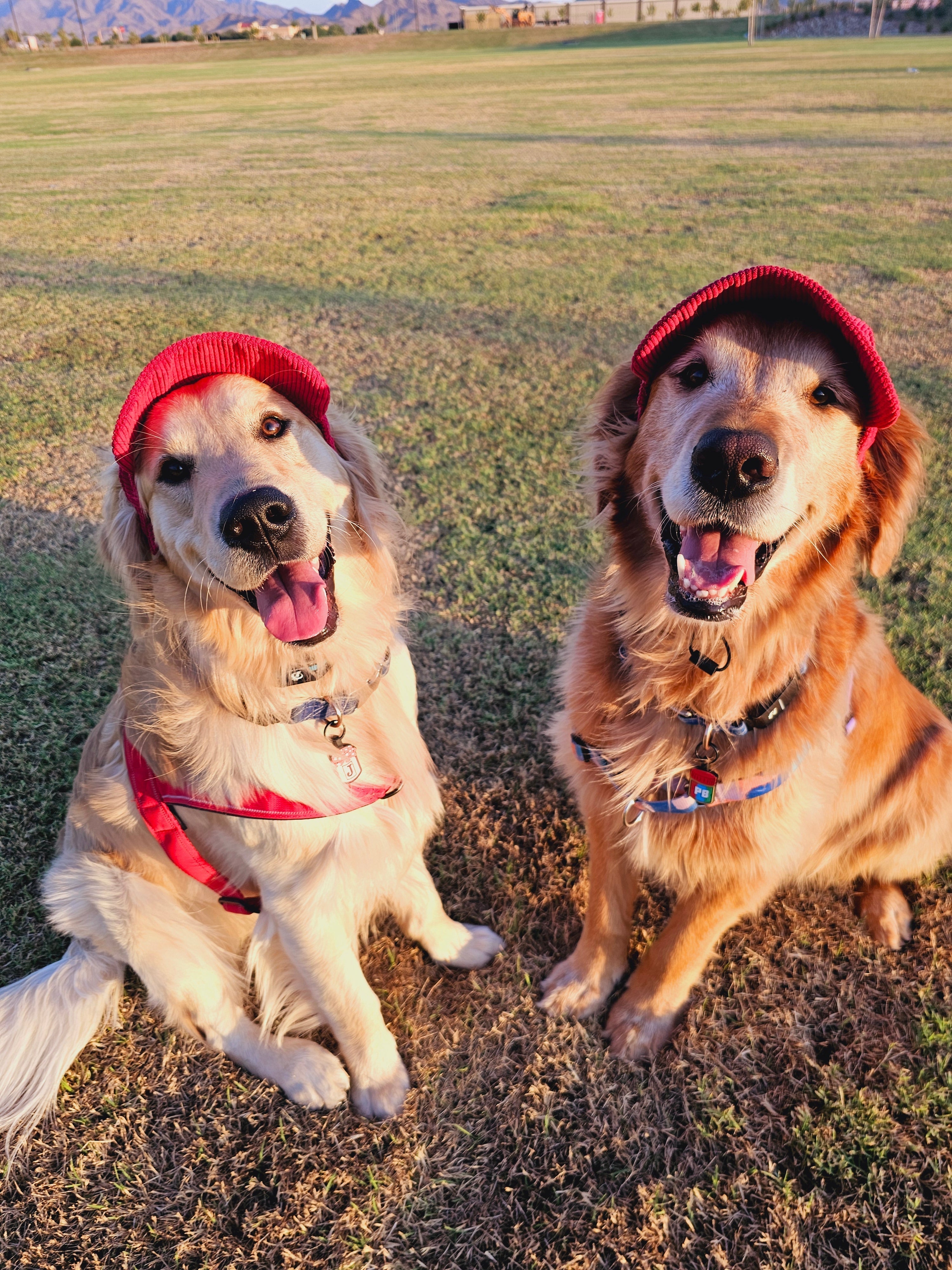 Fashionable Corduroy Dog Hat