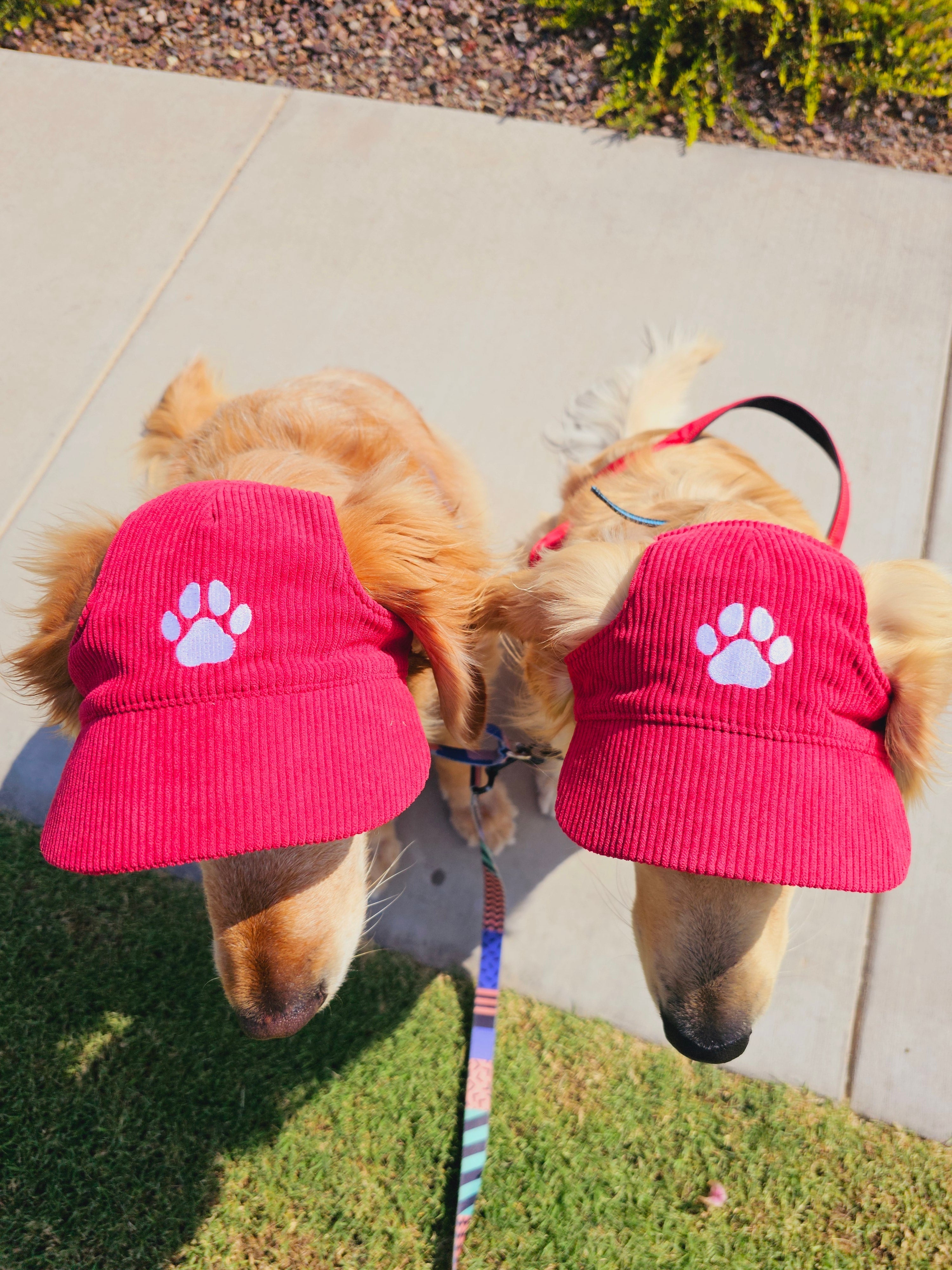 Fashionable Corduroy Dog Hat