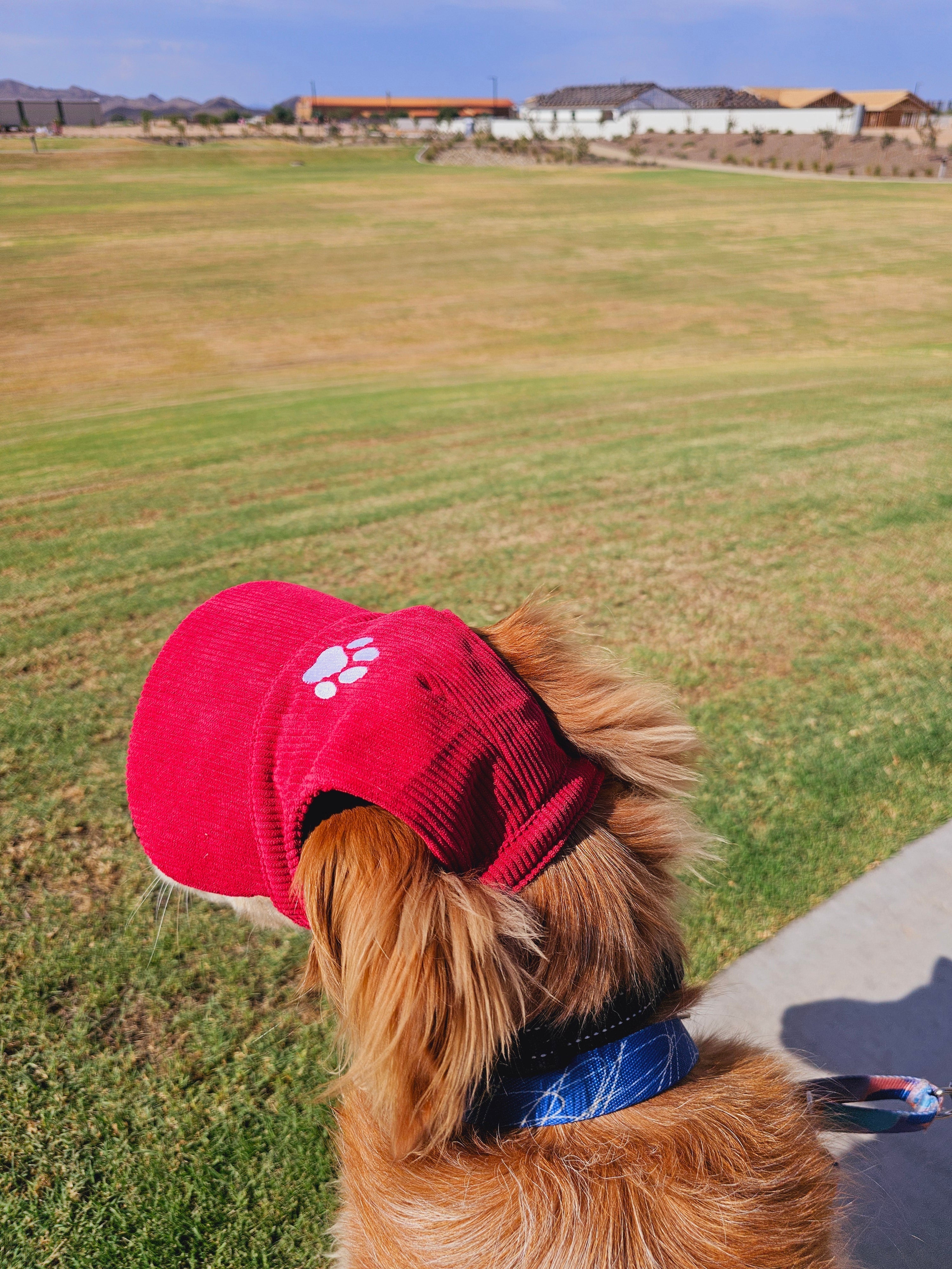 Fashionable Corduroy Dog Hat