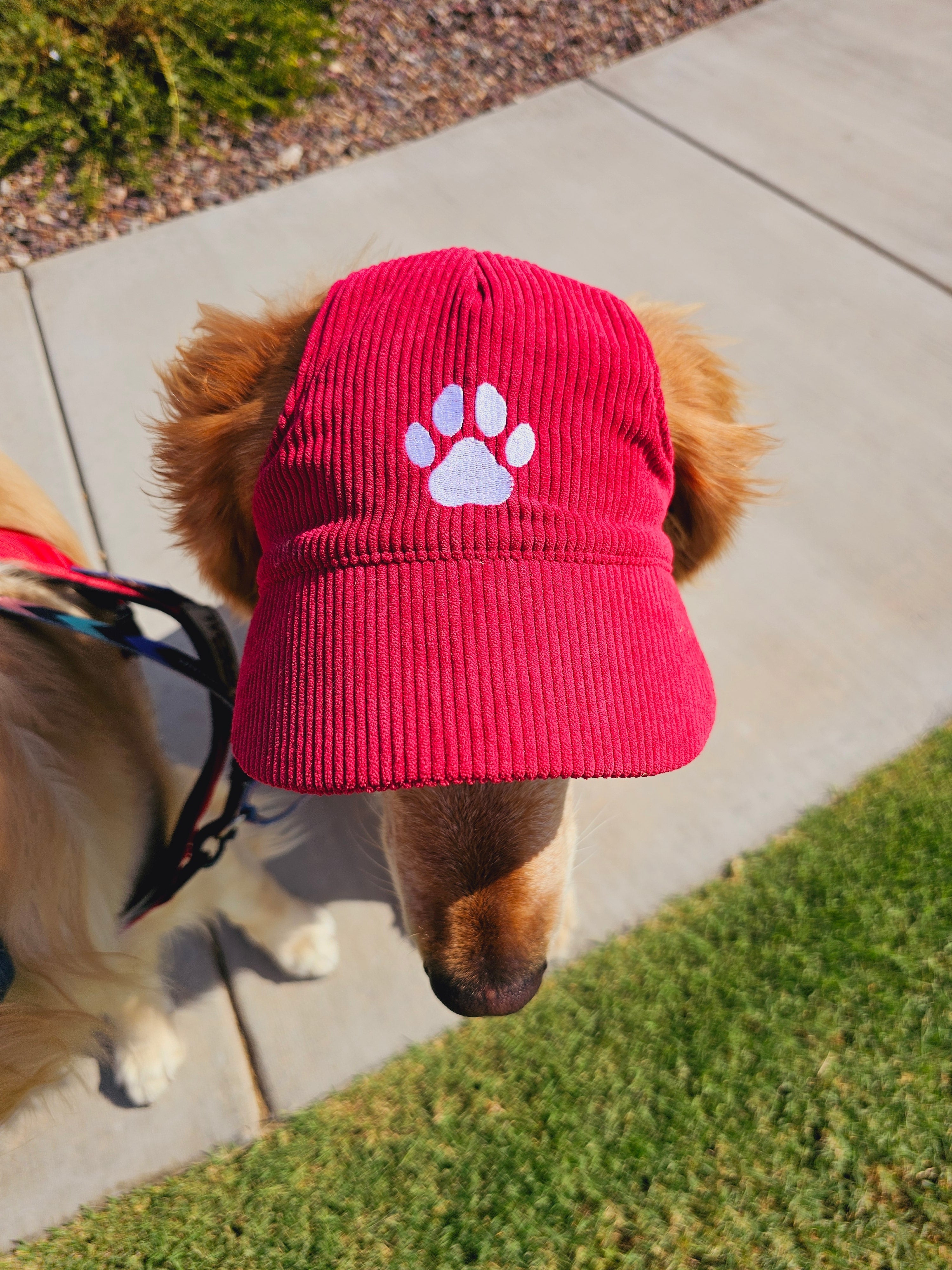 Fashionable Corduroy Dog Hat