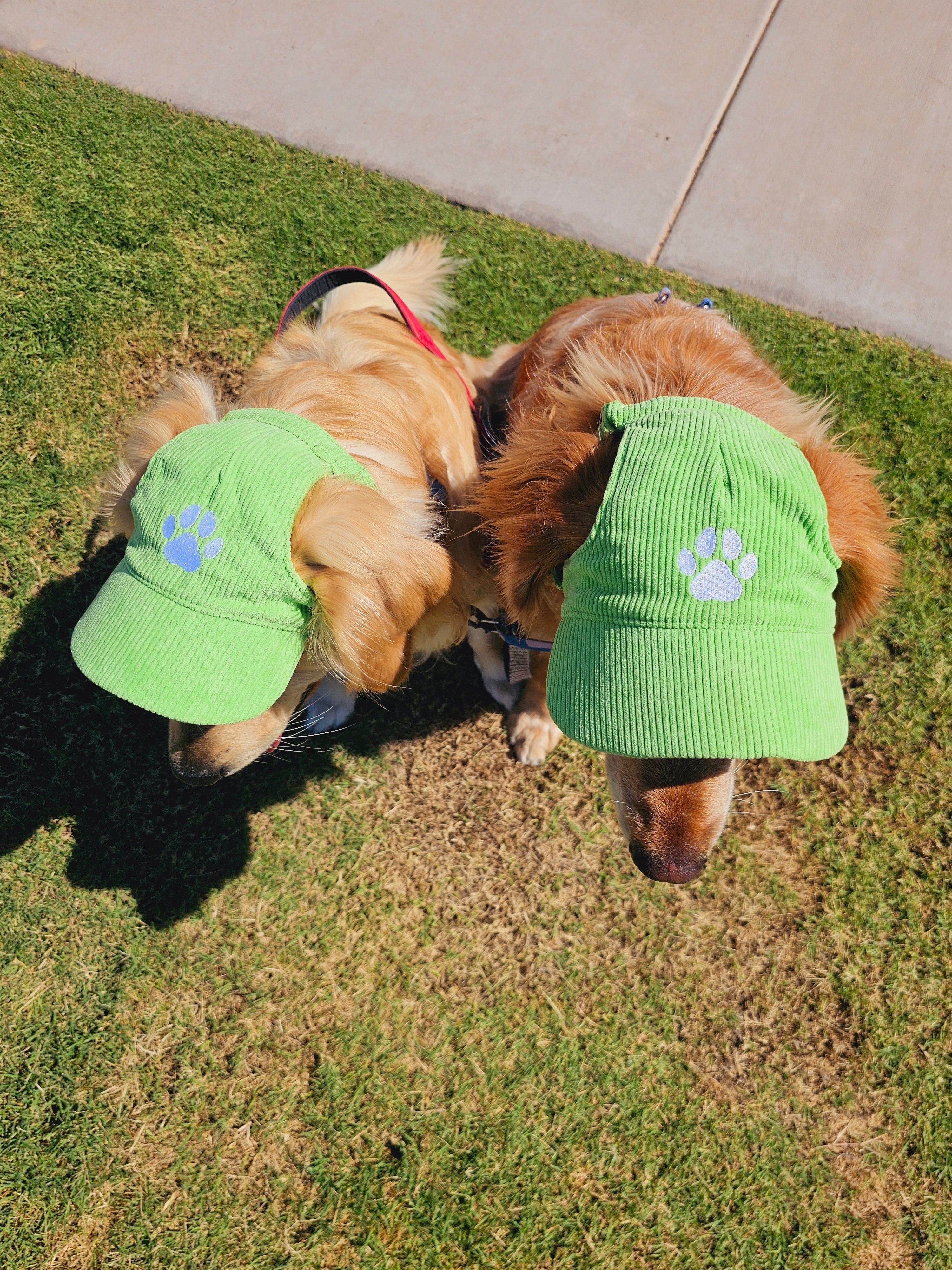 Fashionable Corduroy Dog Hat