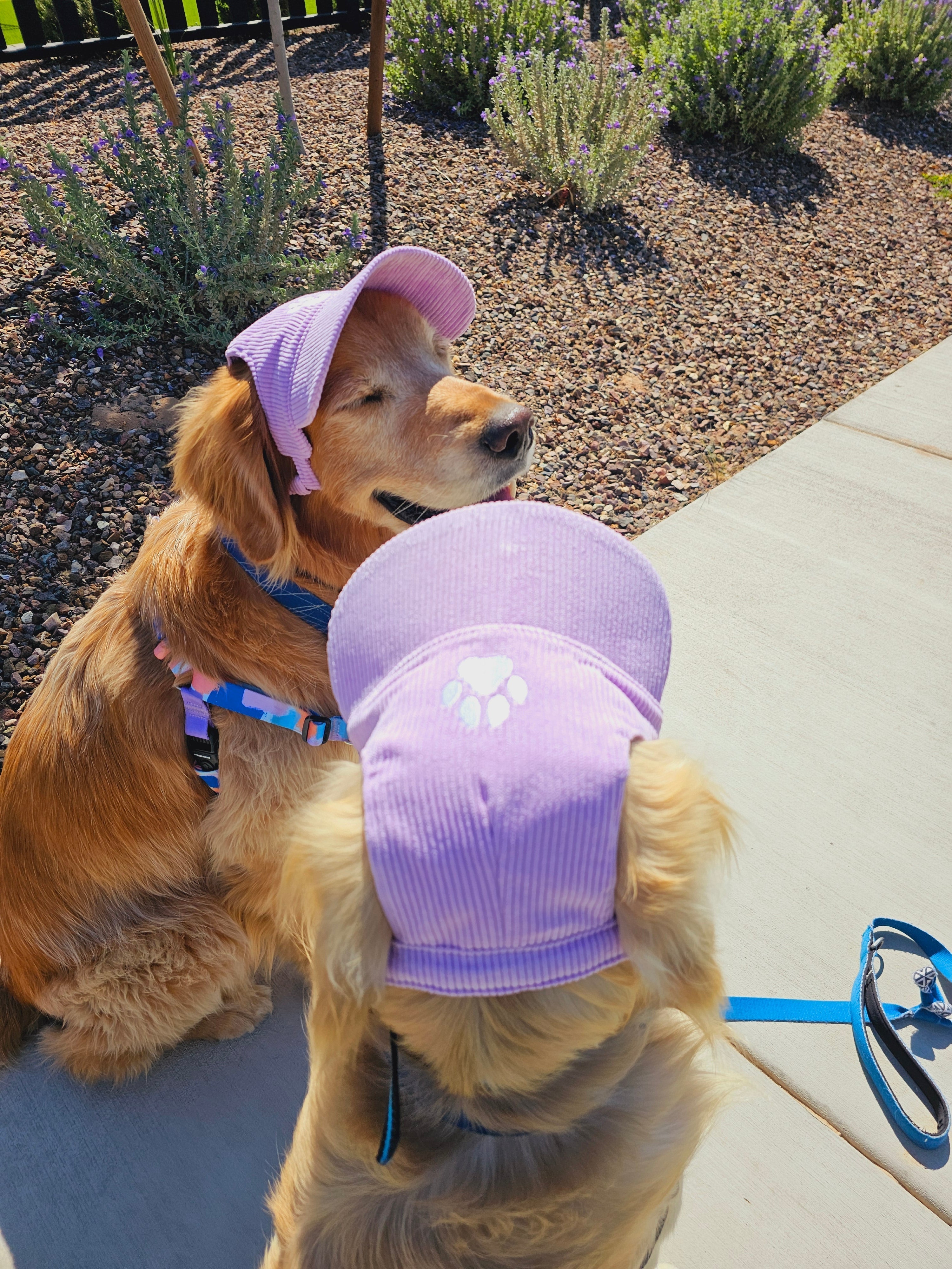 Fashionable Corduroy Dog Hat