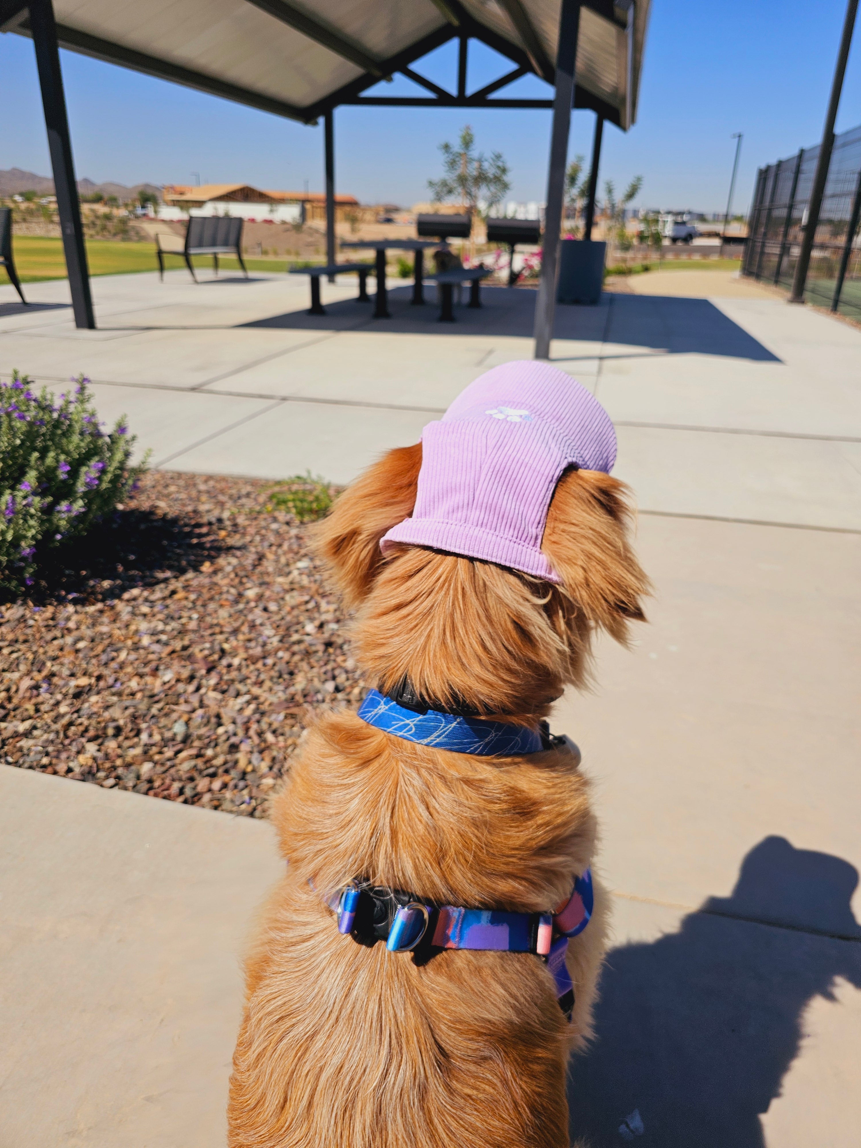 Fashionable Corduroy Dog Hat