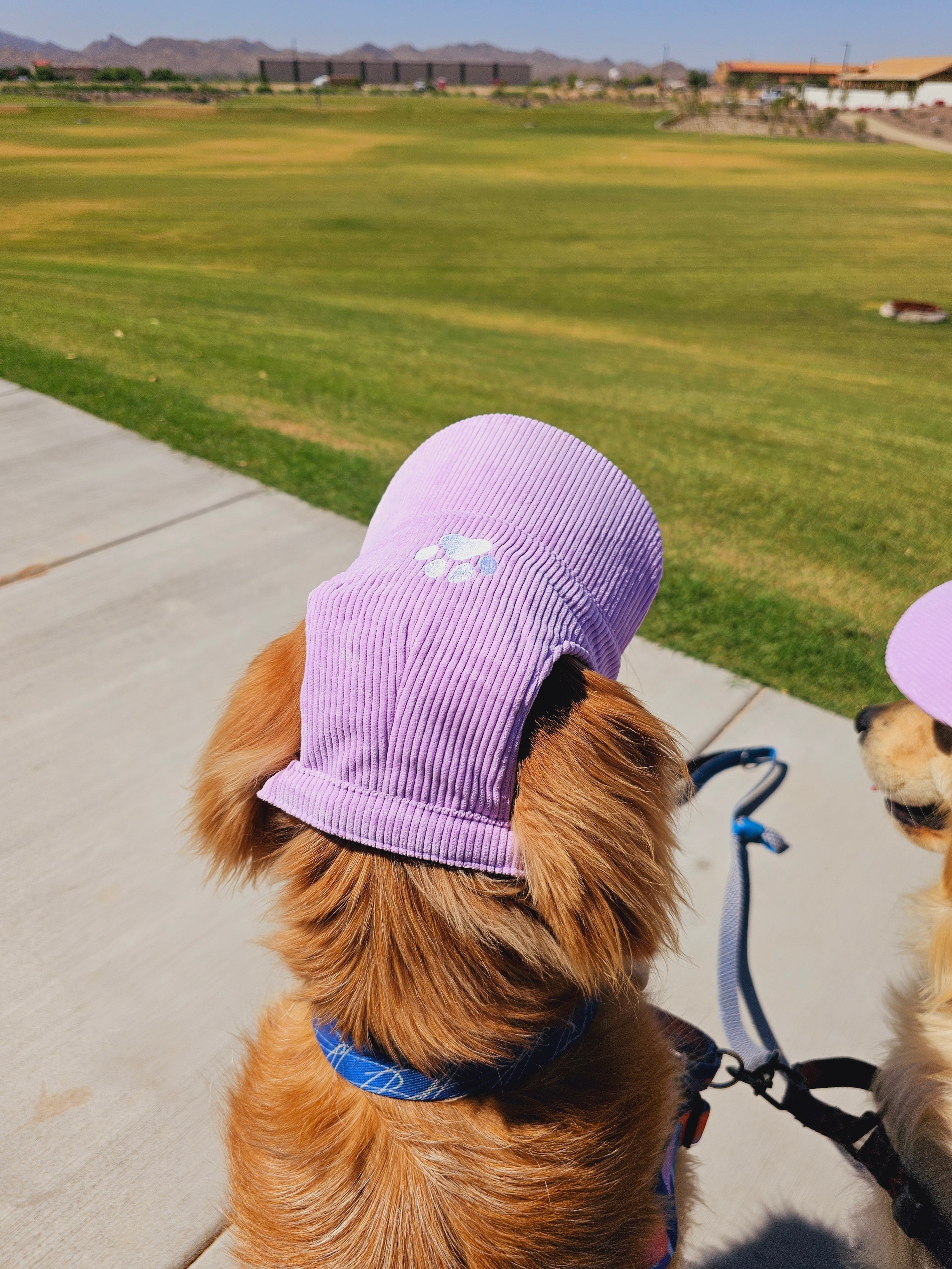 Fashionable Corduroy Dog Hat