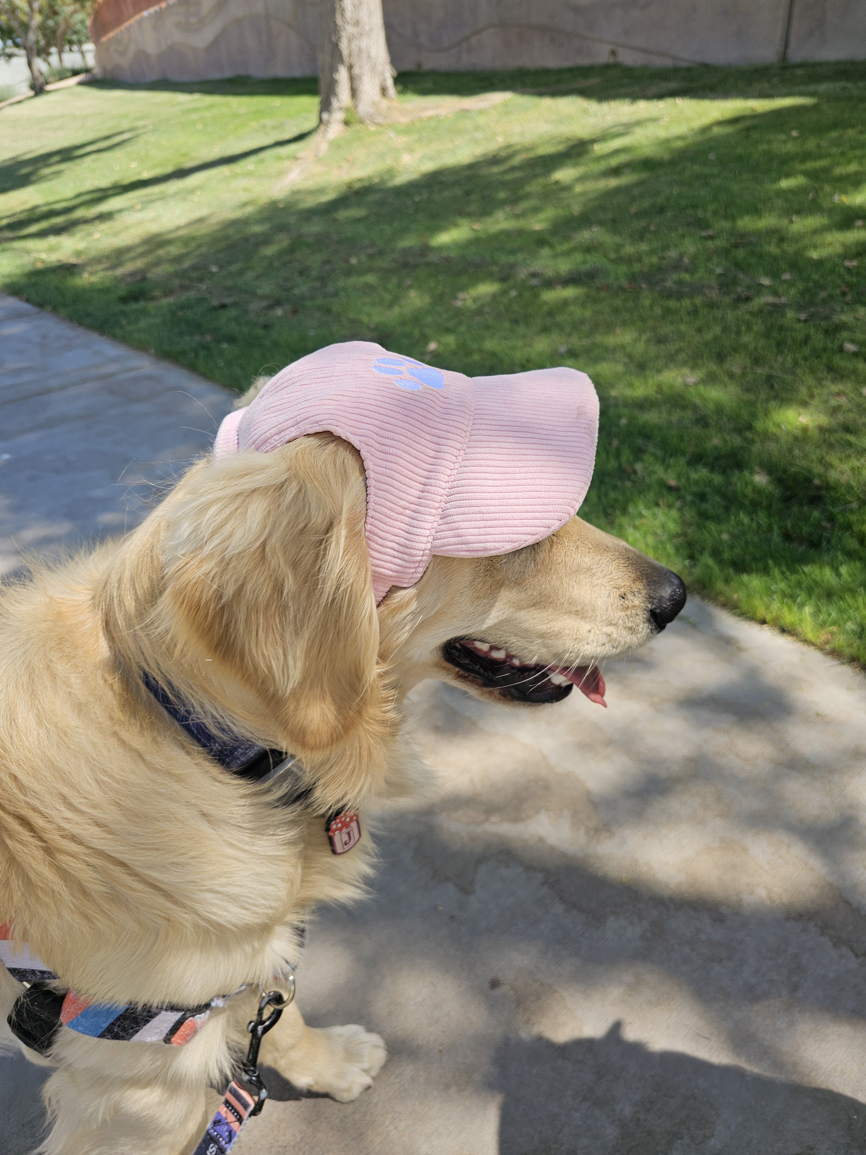 Fashionable Corduroy Dog Hat