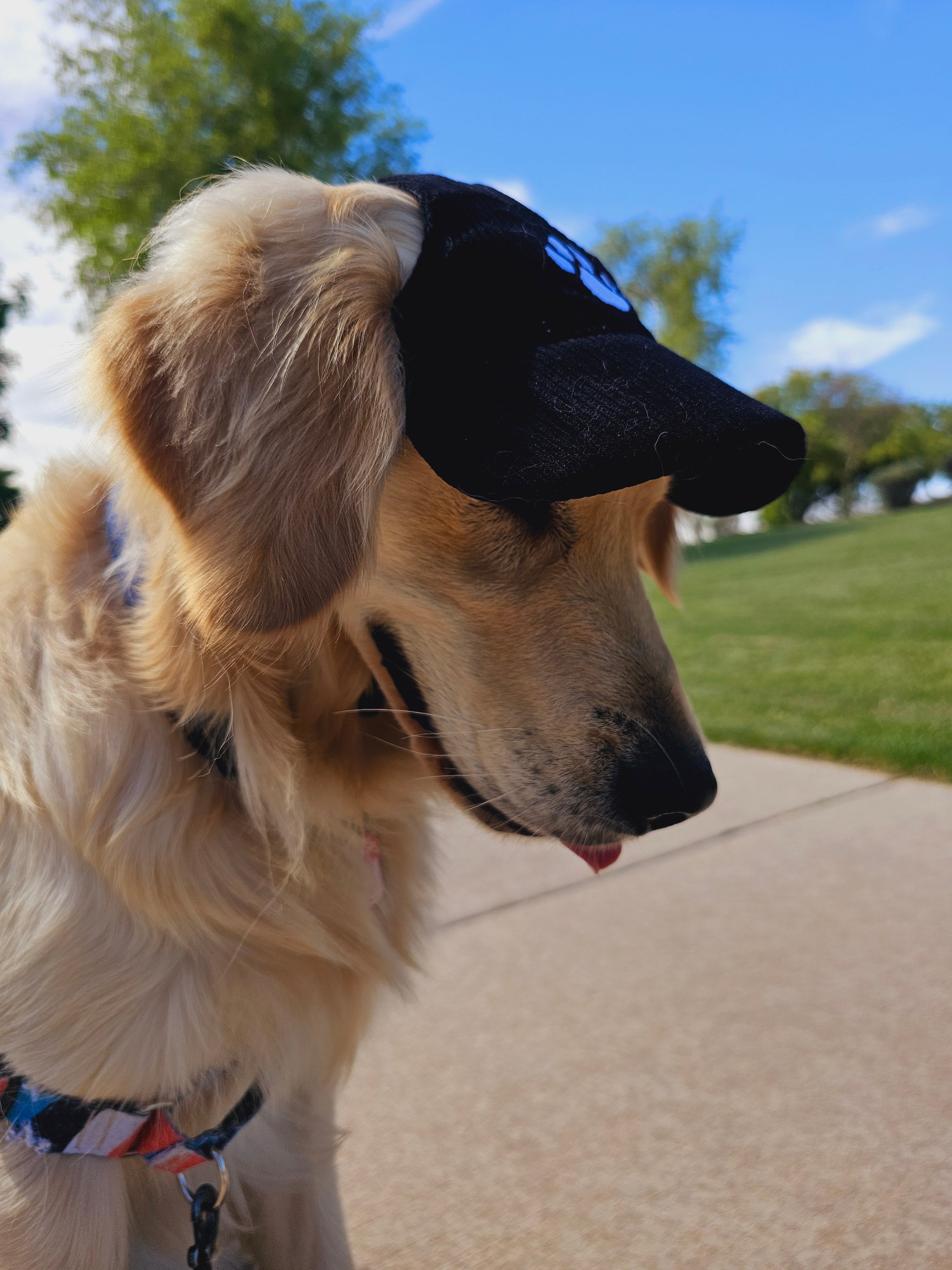 Fashionable Corduroy Dog Hat