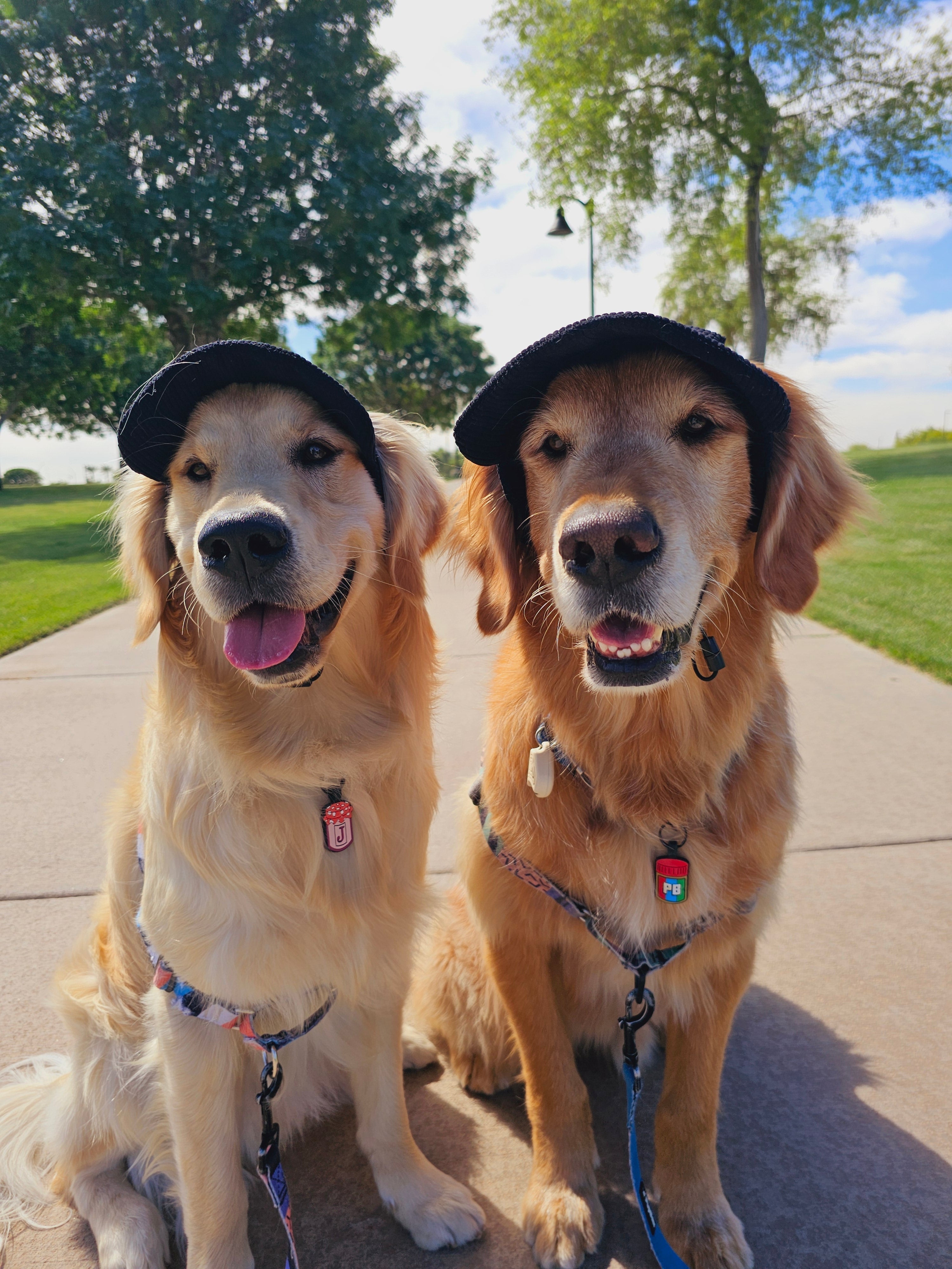 Fashionable Corduroy Dog Hat