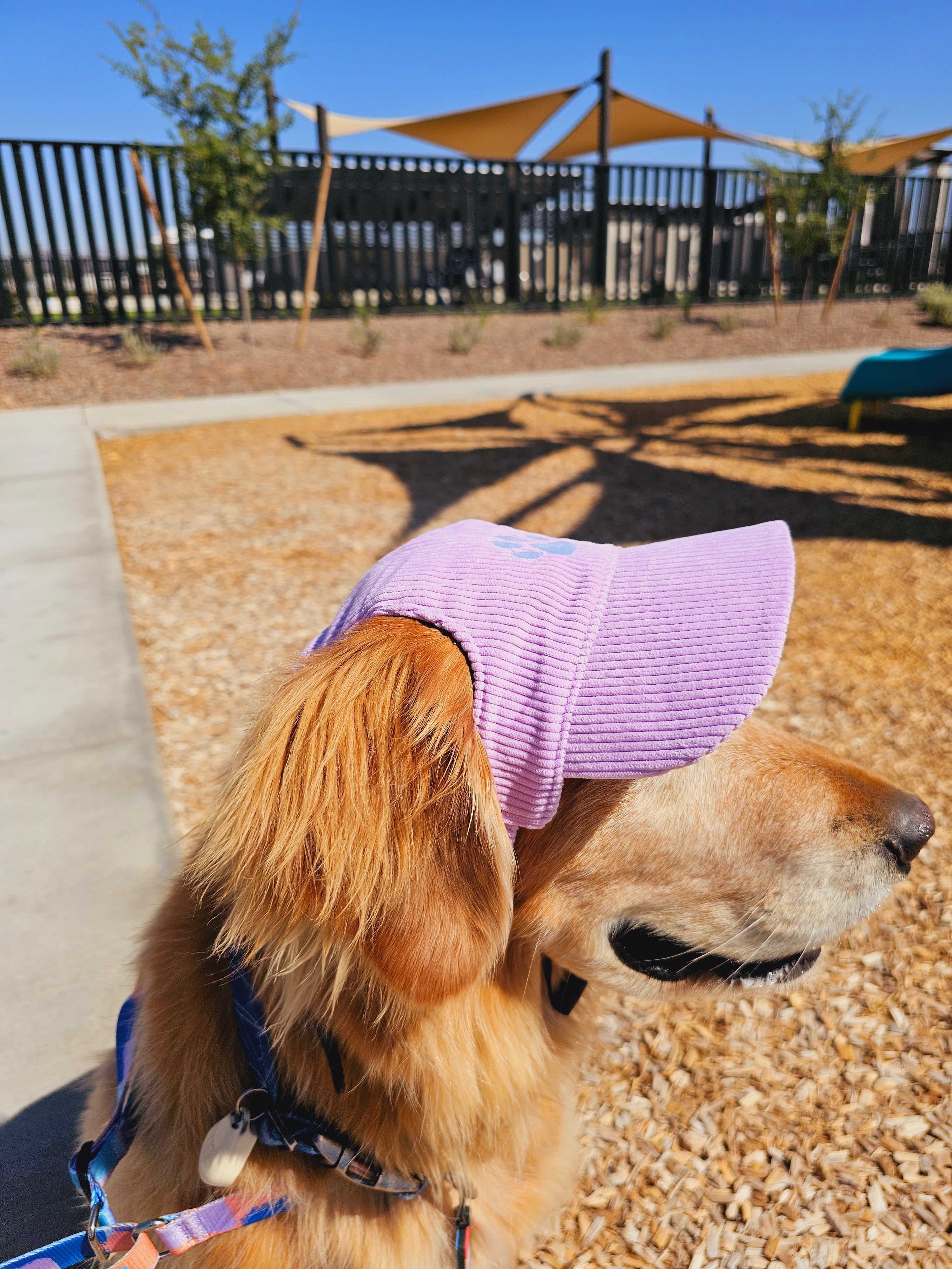 Fashionable Corduroy Dog Hat