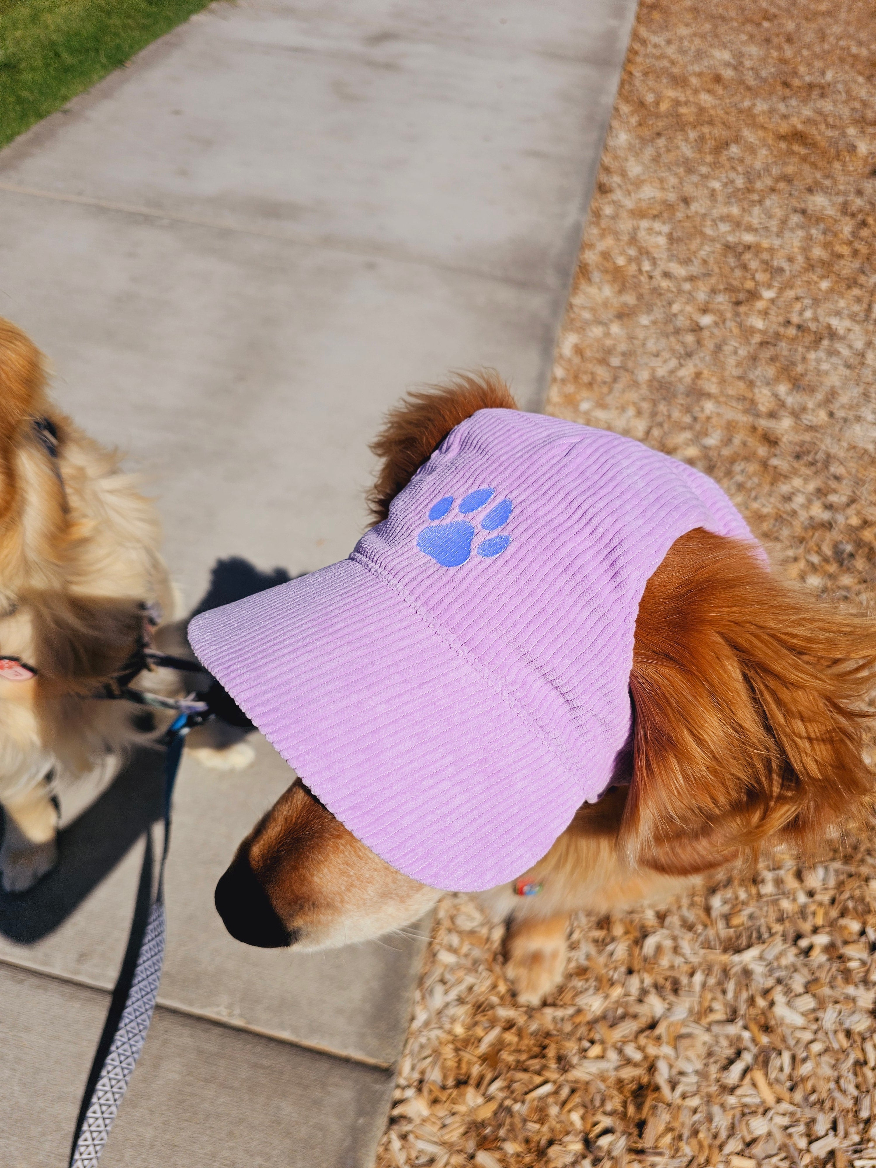 Fashionable Corduroy Dog Hat