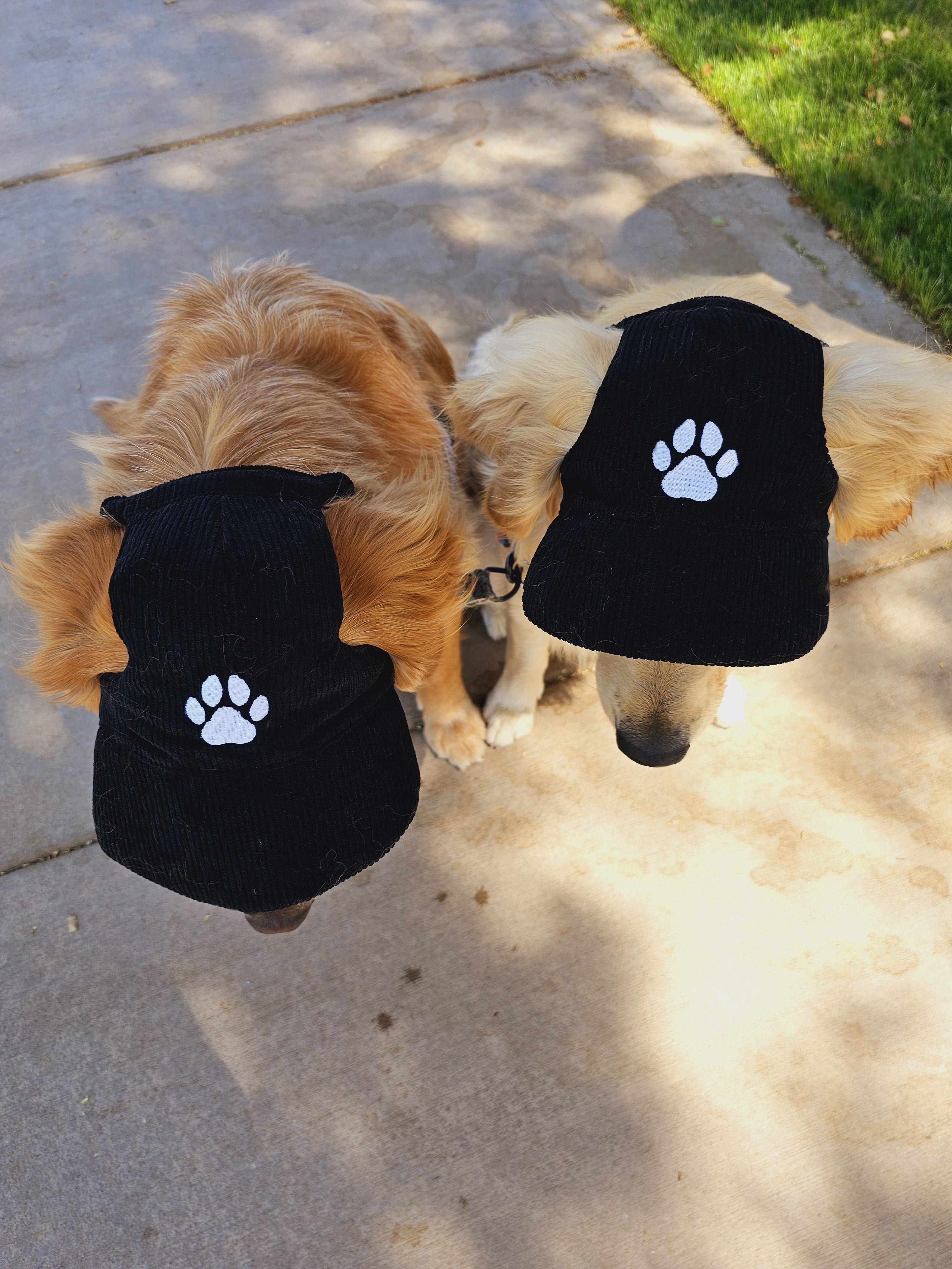 Fashionable Corduroy Dog Hat