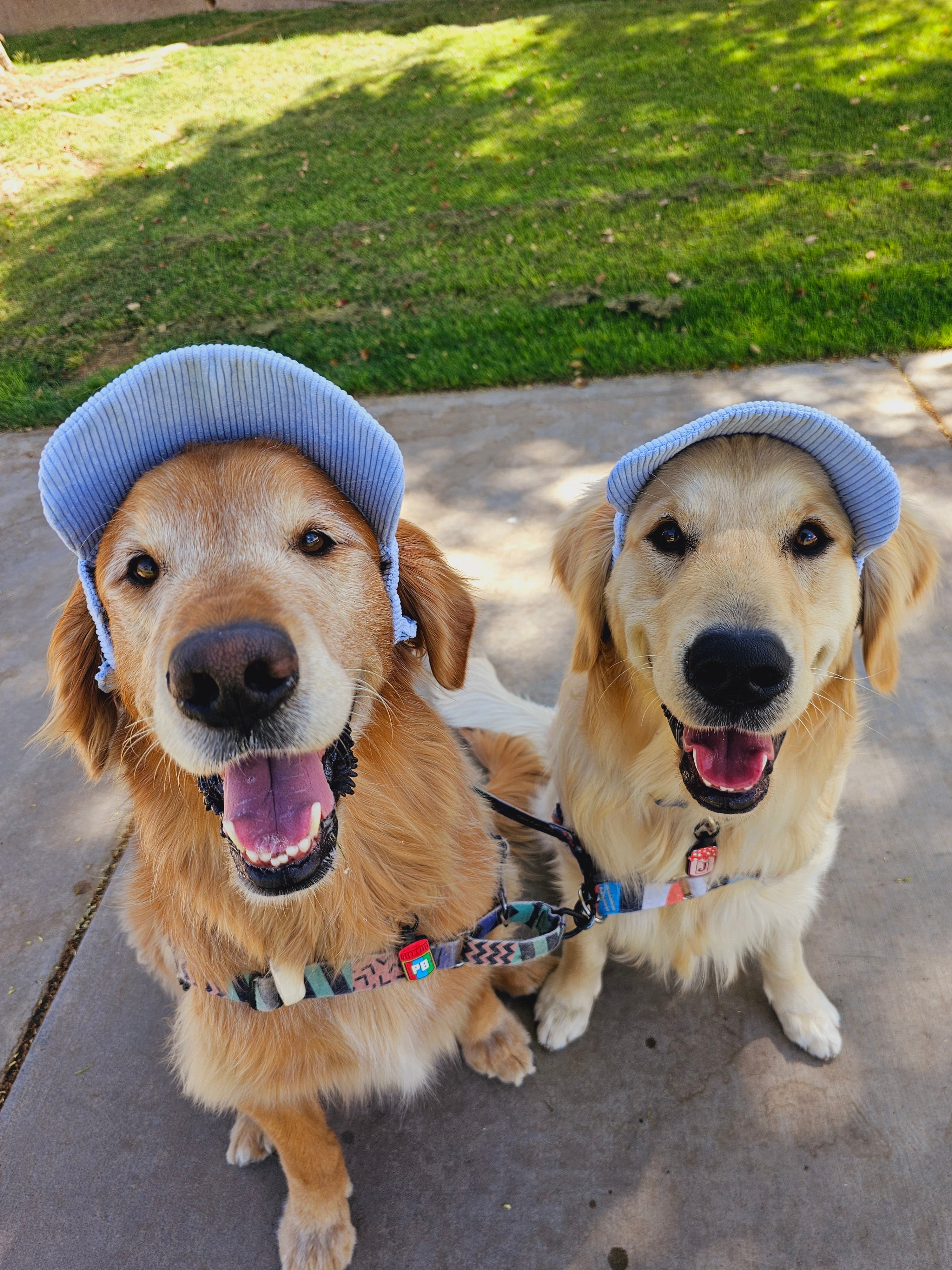 Fashionable Corduroy Dog Hat