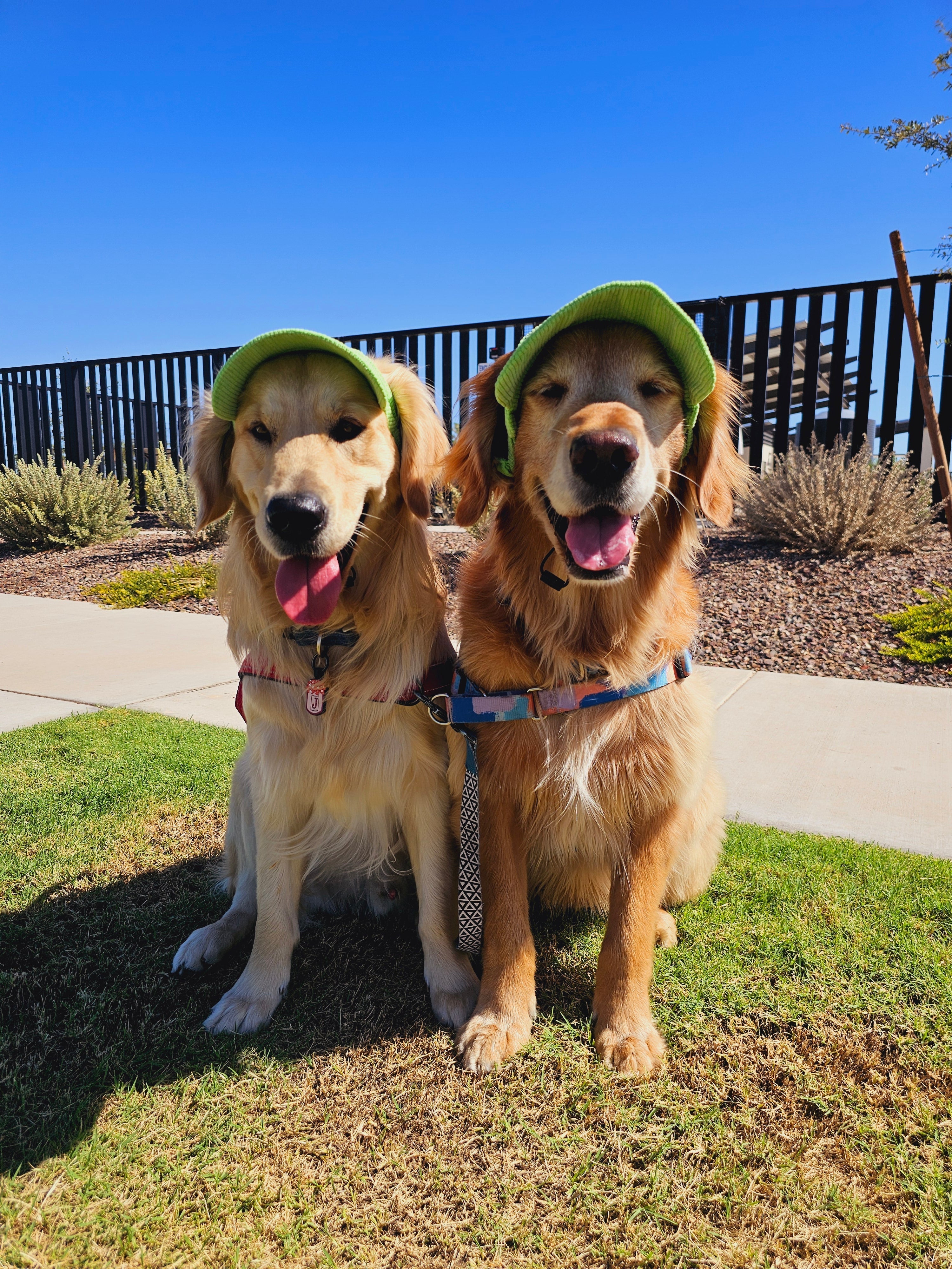 Fashionable Corduroy Dog Hat