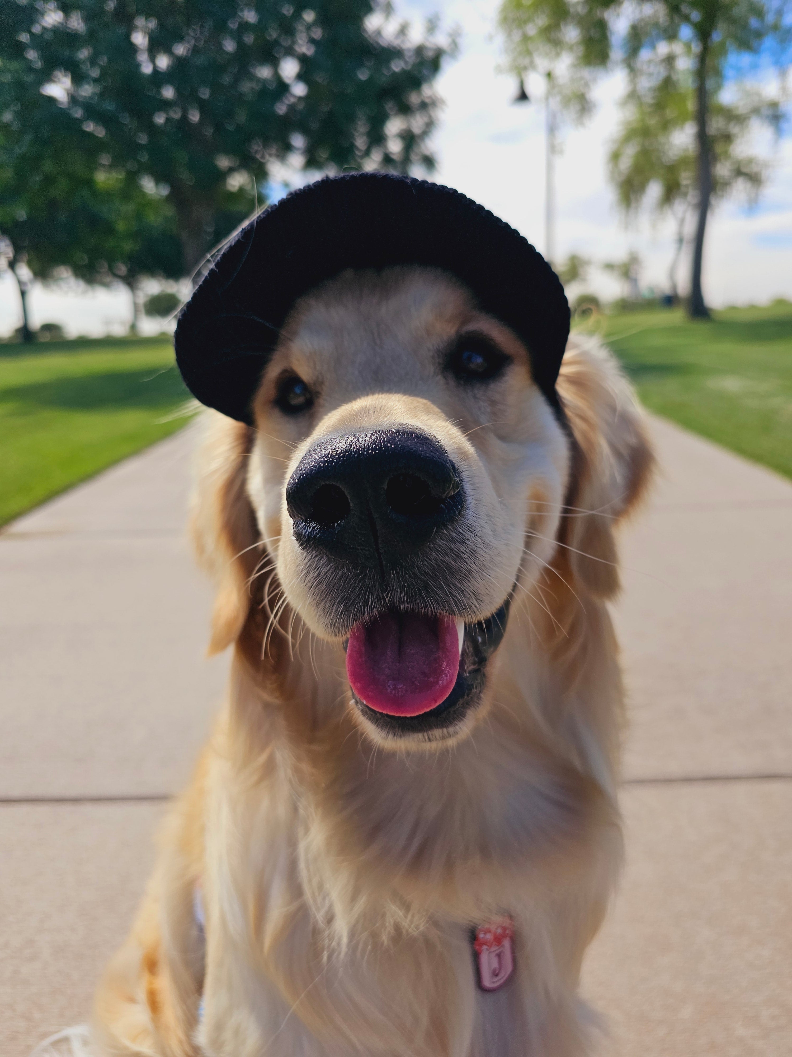 Fashionable Corduroy Dog Hat