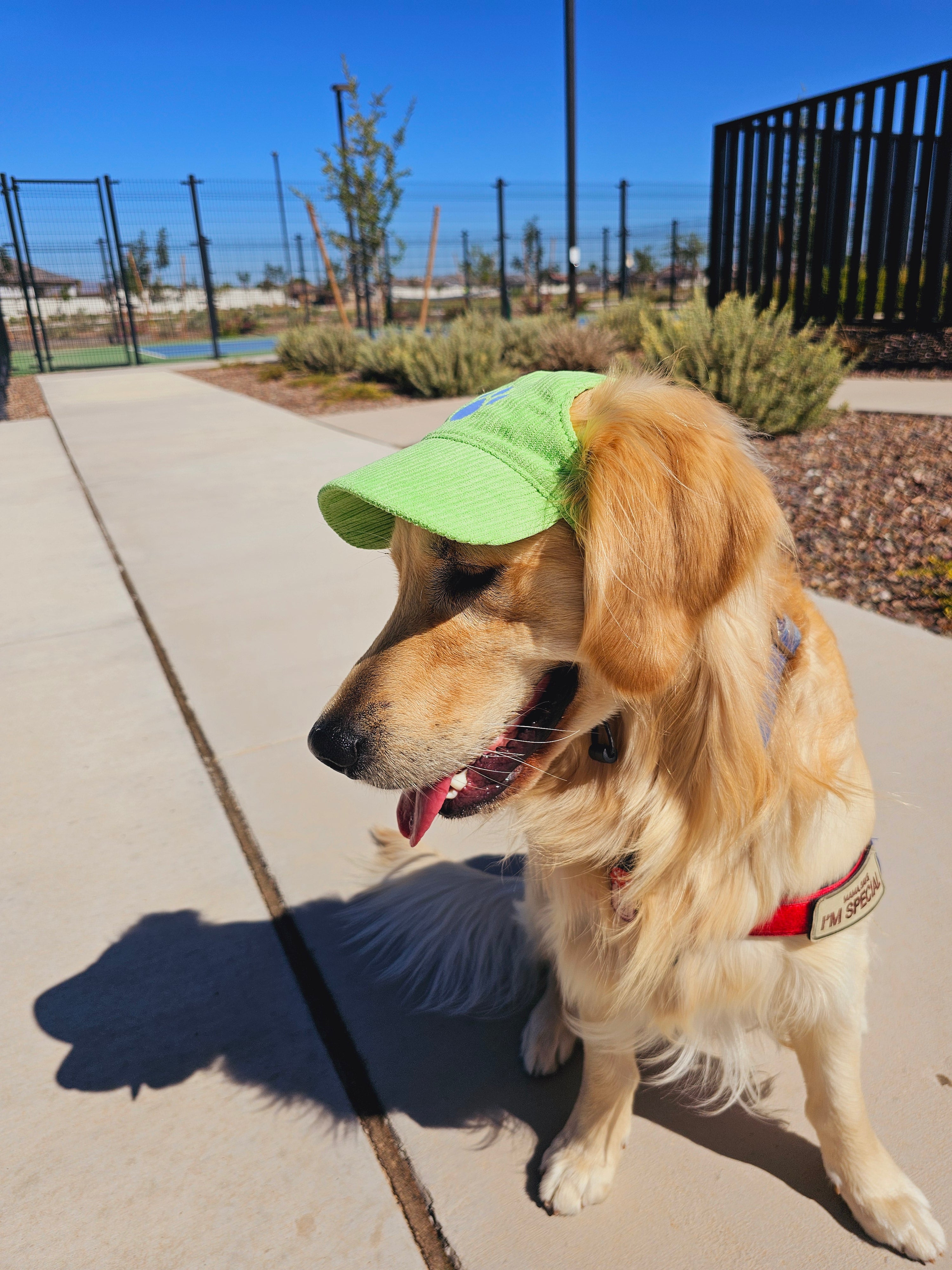 Fashionable Corduroy Dog Hat